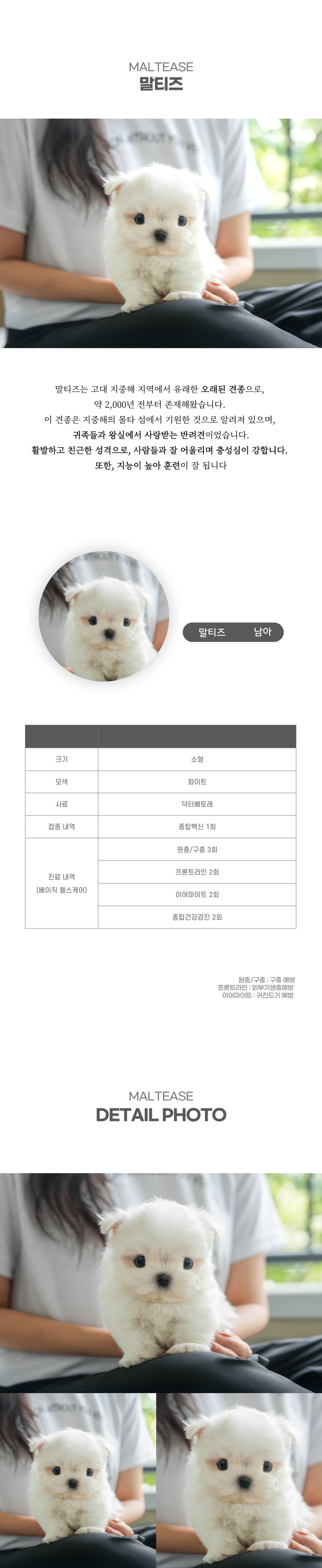말티즈_상세이미지_2